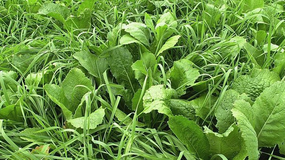 Les dérobées ou couverts doivent être présents dès fin juillet dans les départements 06, 13, 18, 30, 66, 82 et la Corse.©P. CRAPON/GFA